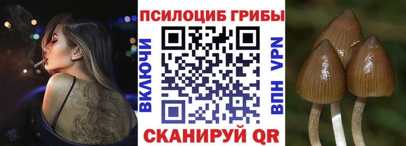 Купить где  Жуковский  Галлюциногенные грибы Cubensis 